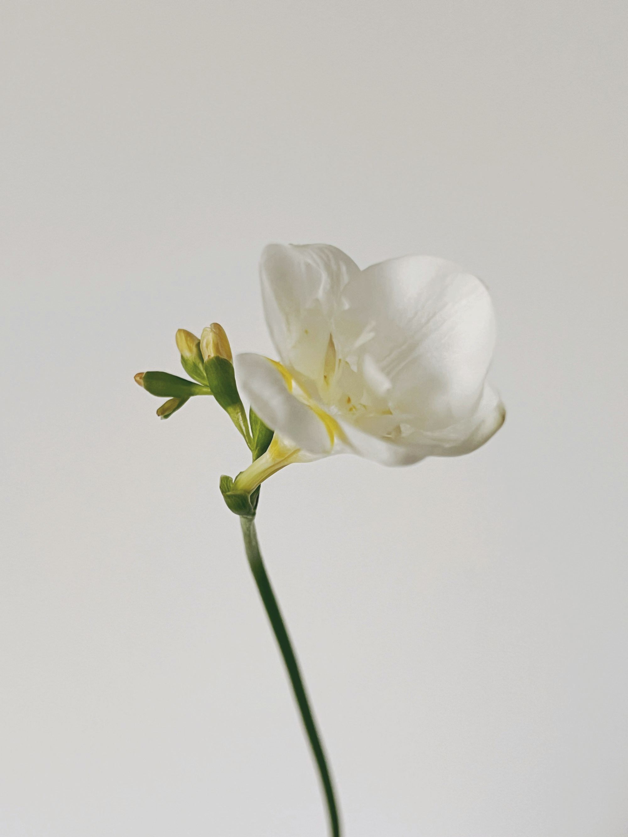 A single white flower in a glass vase